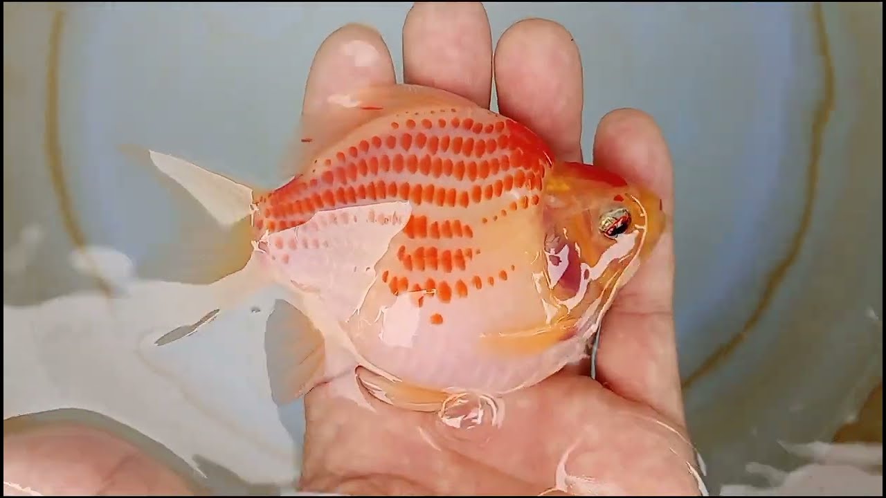 玉サバ 2025年産 2歳 ヤフオク 出品 6月2日 tamasaba goldfish 金魚 上