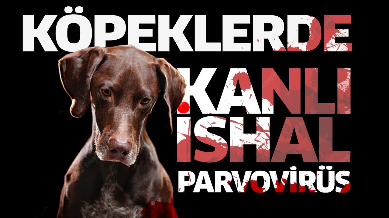 Köpeklerde Kanlı İshal Hastalığı (Parvovirüs)