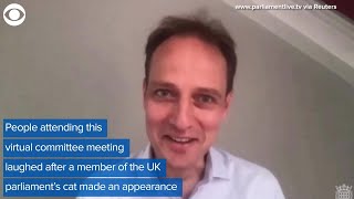WEB EXTRA: Cat Interrupts UK Parliament Meeting