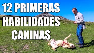12 Primeras HABILIDADES CANINAS para ENSEÑAR a Tu PERRO 😱[FÁCILES] by Adiestramiento Canino con EnricEnPositivo 82,231 views 3 years ago 5 minutes, 7 seconds
