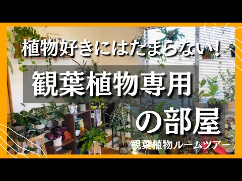 Houseplant Room Tour] A Room Dedicated to Houseplants🌿 A Dream