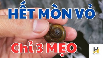 3 Cách KHẮC PHỤC Ốc Bươu Đen, Ốc Nhồi BỊ MÒN VỎ