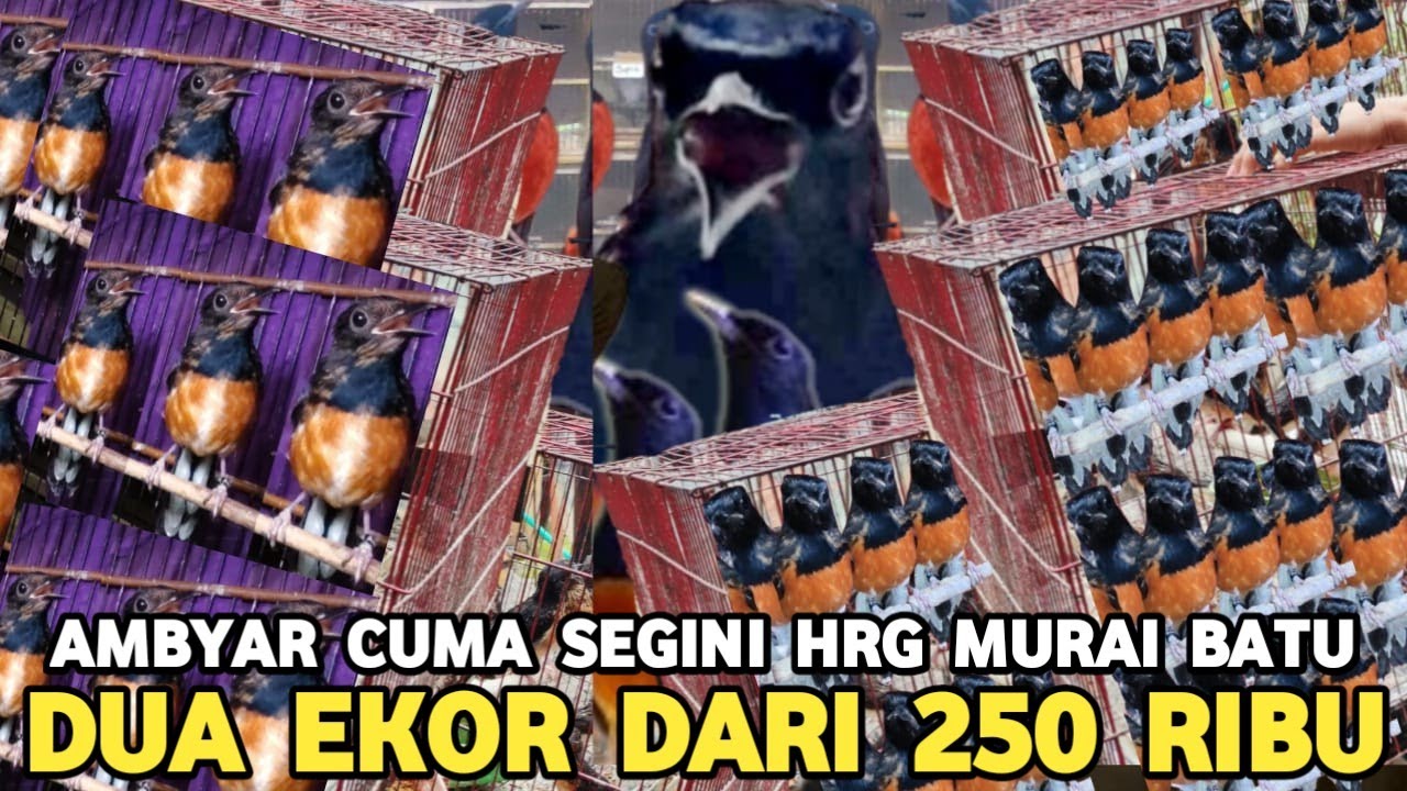 ASAL JADI DUIT !! MURAI BATU TROTOL JTN DR 500 RIBU DUA EKOR 250 RIBU DI PASAR BURUNG PRAMUKA