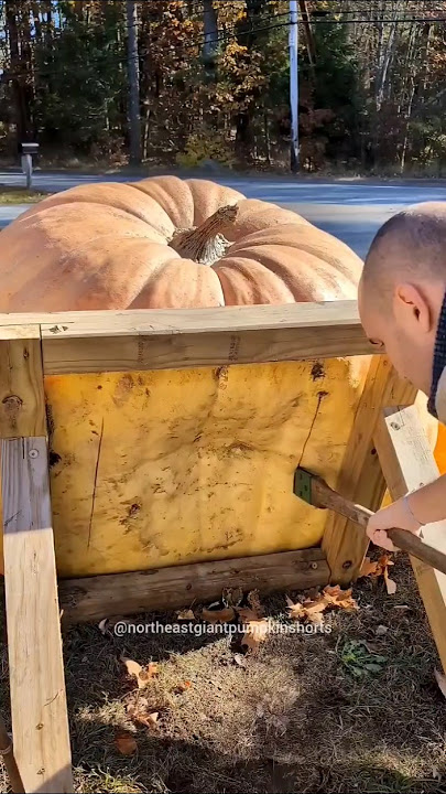 Pumpkin turned room! 😱 (@northeastgiantpumpkinshorts)