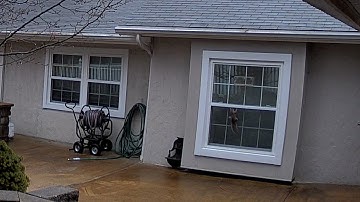 Reolink Captures: Squirrel Thief