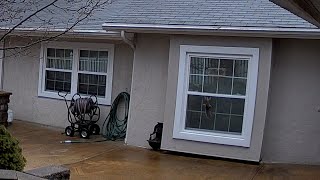 Reolink Captures Squirrel Thief