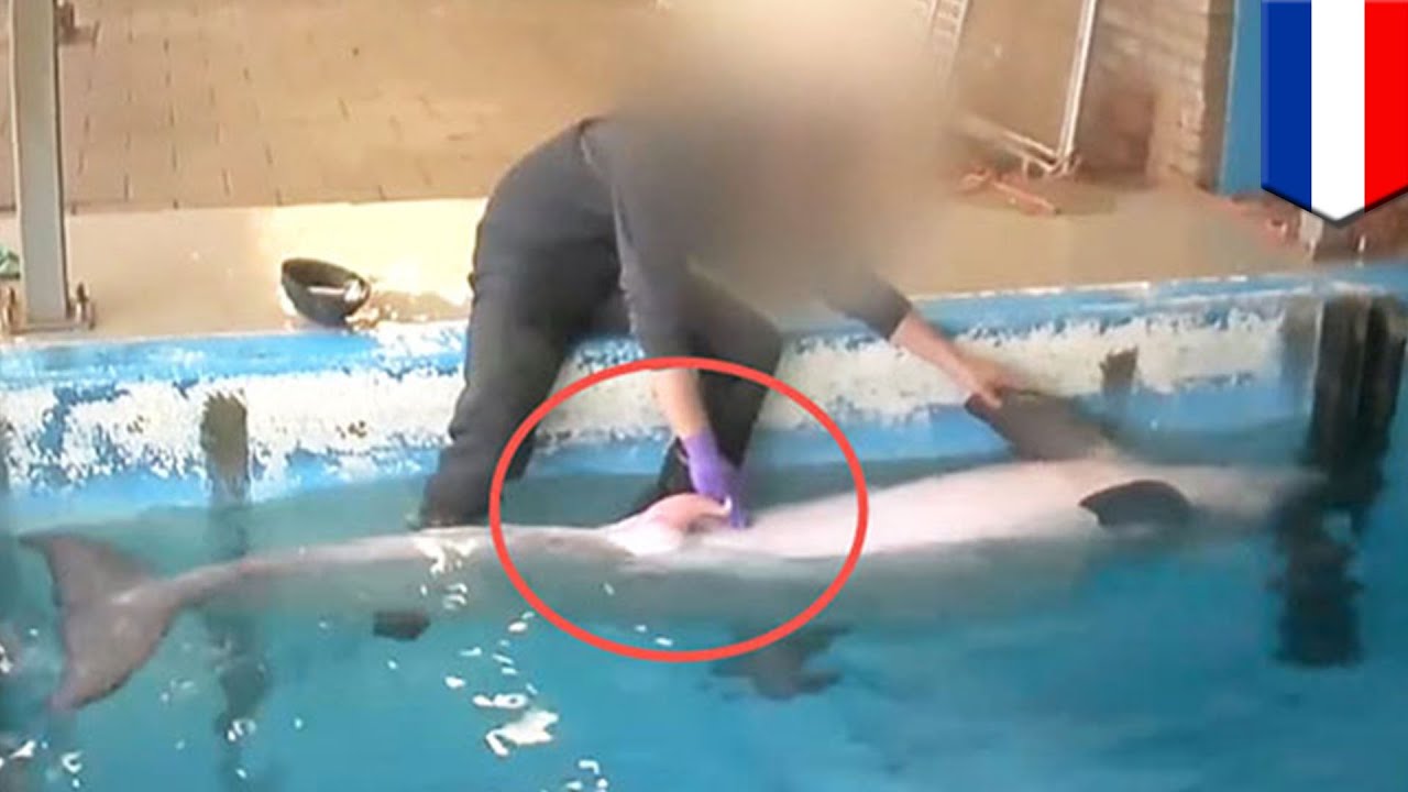 Dolphin Getting A Tugjob To ‘de Stress It At Dutch Dolphinarium Caught