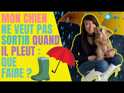 Vidéo: Pourquoi mon chien refuse-t-il de sortir lorsqu'il pleut?