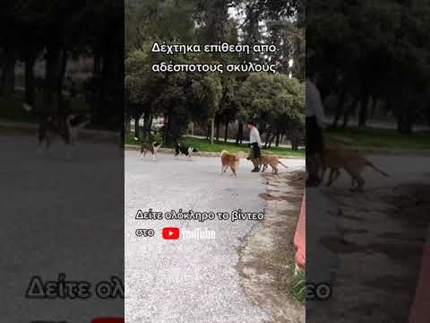 Βίντεο: Λόγοι για τους οποίους τα σκυλιά δαγκώνουν