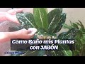 ¡COMO BAÑO MIS PLANTAS CON JABÓN! Liliana Muñoz