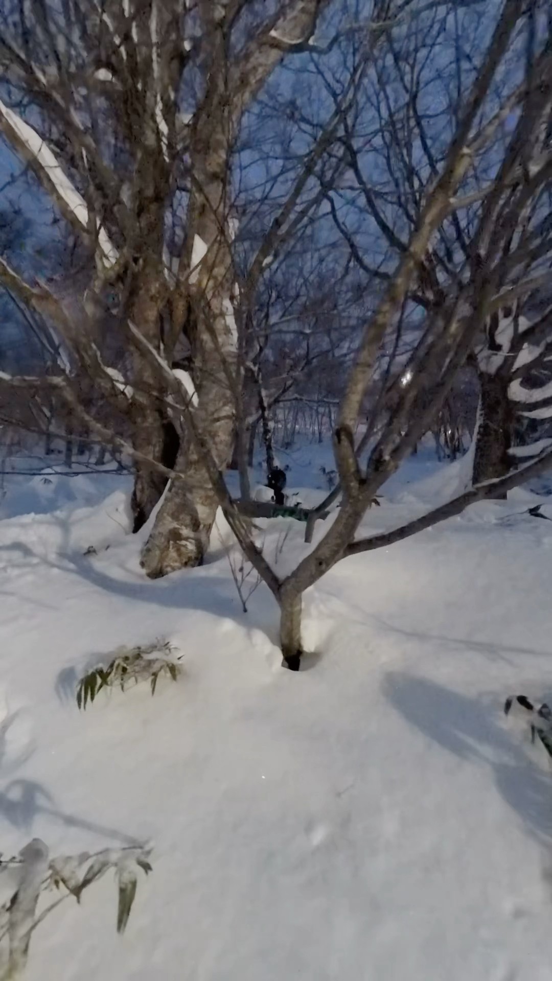 這い寄る混沌