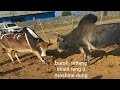 Machine dung becas  syang beki rymbai  iadaw masi today bull fighting iatur masi