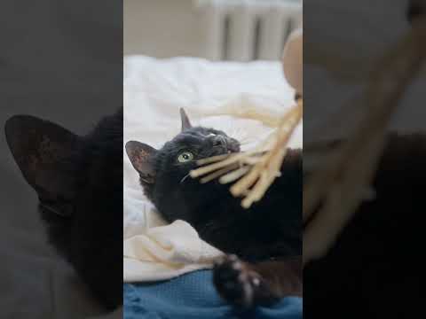 Cute lovely cat playing with rope #cutecat #shorts #youtube #youtubeshort