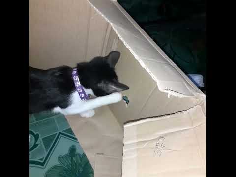 Bandang huli nagulat eh bgla napaatras😅 #cutecat #catlife #catlover #youtube #youtubevideo #trending