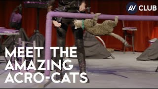 Meet The Amazing Acro-Cats, an all-cat circus troupe