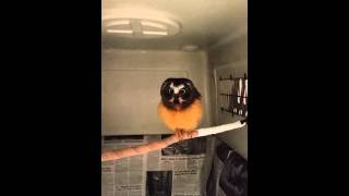 Adorable Saw-whet Owl