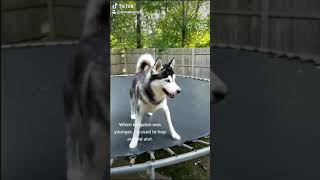 A Husky le encanta saltar en su propio trampolín