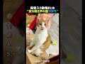変な鳴き声の猫TOP5 🐱🔊のサムネイル