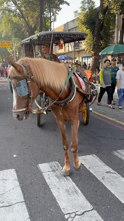Horse cart 😎#horse #horse #fyp #squidgame #funny #cute #happy #family #entertainment #fun