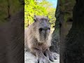 #カピバラ#capybara #癒し