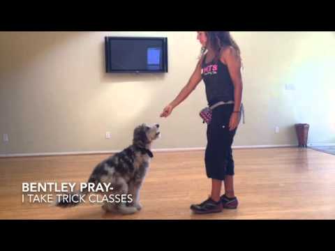 bentley-the-aussiedoodle-training-to-be-a-therapy-dog-one-day-and-work-with-patients-in-the-hospital