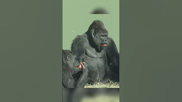 Shabani And Annie Gorilla Gorillababy Fyp Fypシ Viral Foryoupage Zoo Family Family 
