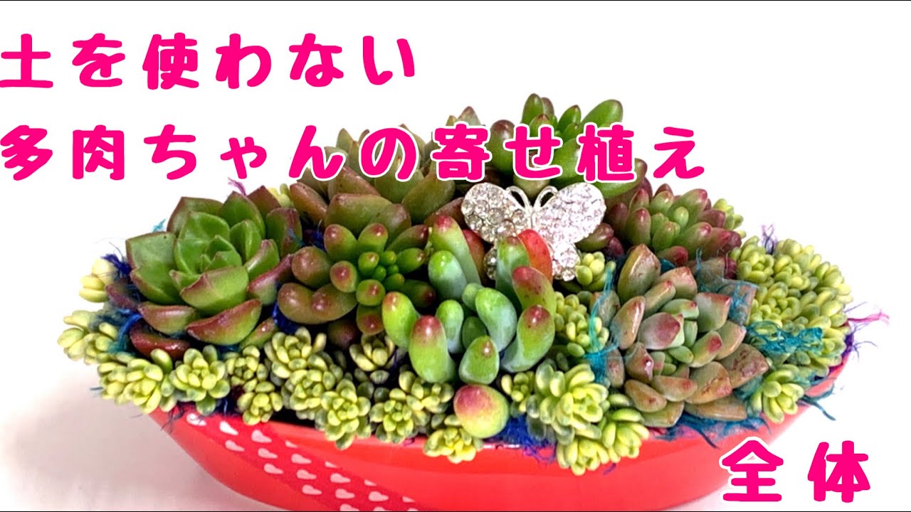 土を使わない多肉の寄せ植え Youtube 土を使わない多肉の寄せ植え Youtube