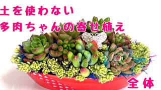 土を使わない多肉の寄せ植え