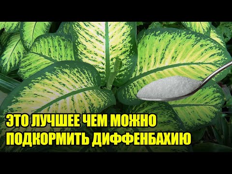 Добавь ЭТО Для Шикарного Цветения Диффенбахии / Красивые Ярко-Зеленые Листья У Диффенбахии