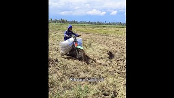 Ojek gabah di sawah lengket #shorts