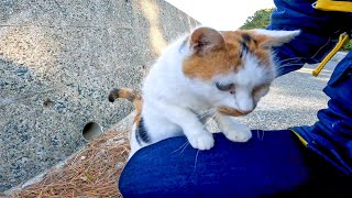 防波堤の下にいた野良猫を撫でるとすぐに膝の上に乗ってきた