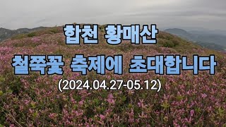 합천황매산 철쭉꽃 축제