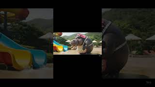 Animal Chaos Meets Viral Comedy