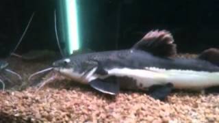 Famous 19" red tail catfish eats big mouse Net Worth