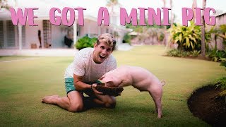 How to Train Your Pet Mini-Pig | Make Your Pig Calm & Friendly | Easy & Fast Swine Training Method