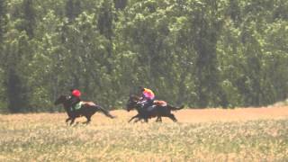 Краснотуранск 2 скачка 2015(Лошади-Horse–Animal-racing-конь-смотреть-онлайн-скачки) Краснотуранск 2 скачка 2015(Лошади-Horse–Animal-racing-конь-смотреть-онлайн-скачки)