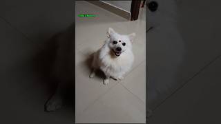 മിസ്റ്റർ അല്ലുക്കുട്ടന്റെ സ്‌മൈൽ  എങ്ങനെയുണ്ട് 😁 #trending #doglove #doggielife #shortsfeed