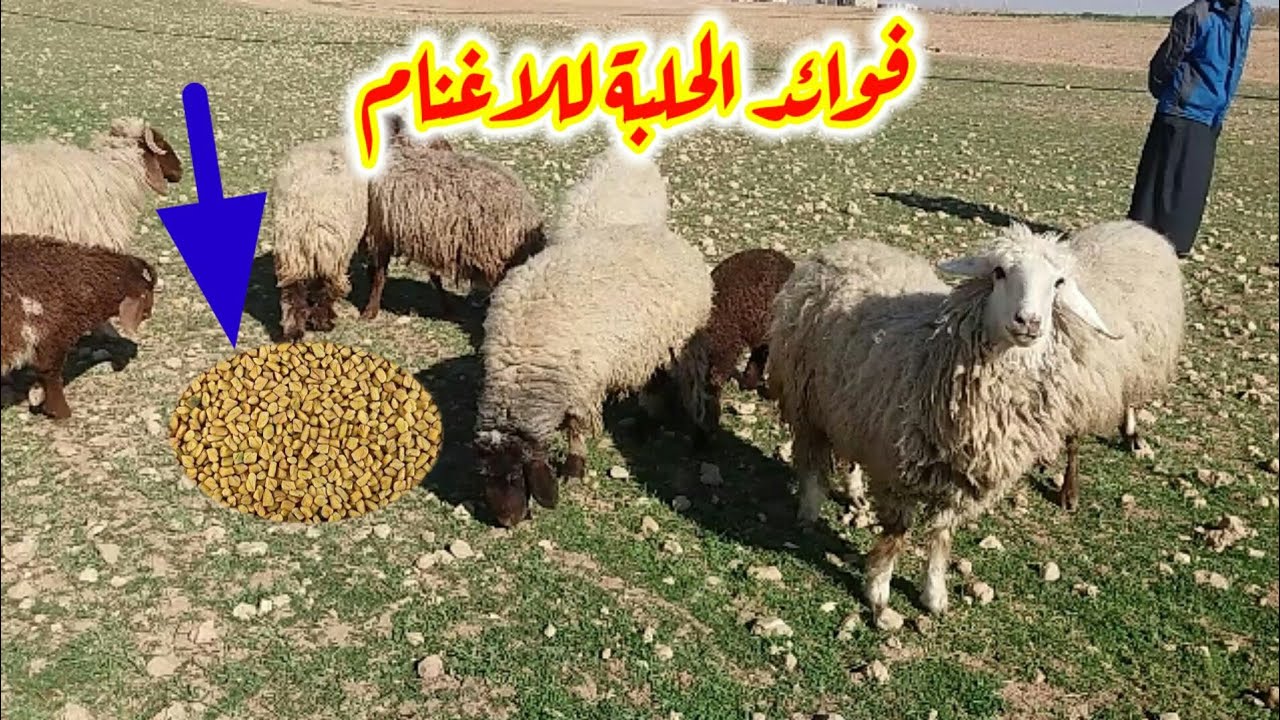 أهم فوائد الحلبة للاغنام والماعز وسبب عدم اعطائها للاغنام الحوامل