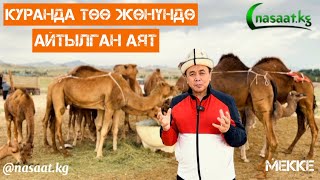картинка: Куранда төө жөнүндө айтылган 