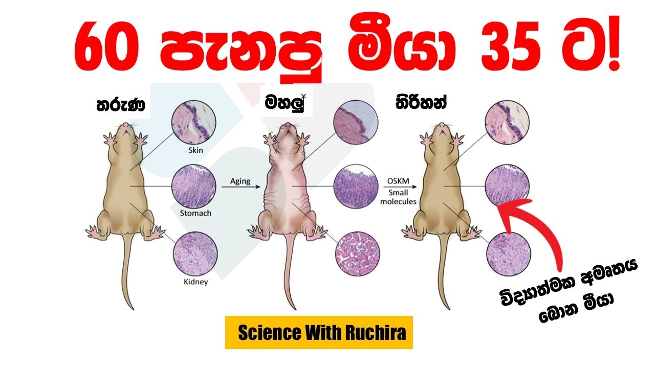 වයසට යාම පමා කිරීම (Anti-Aging) බොරුවක් නොවේ, මහපොළවේ යතාර්ථයක්!