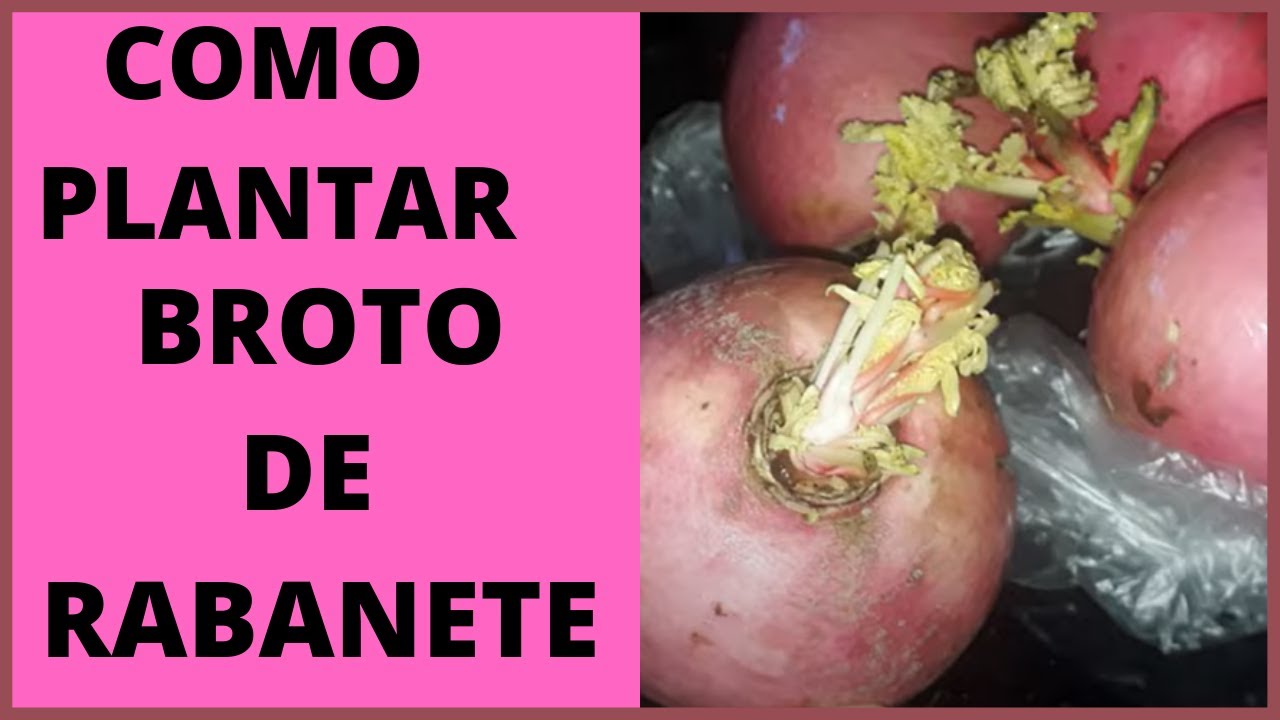 COMO PLANTAR RABANETE PARA PRODUZIR FLORES E SEMENTES- CANAL APRENDIZ / 790