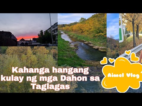 Video: Gray Alder (26 Na Mga Larawan): Paglalarawan Ng Puting Alder, Mga Dahon At Prutas, 