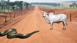 ESTA COBRA MEXEU COM O OPONENTE ERRADO!