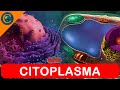 CITOLOGIA - CITOPLASMA E ORGANELAS CELULARES