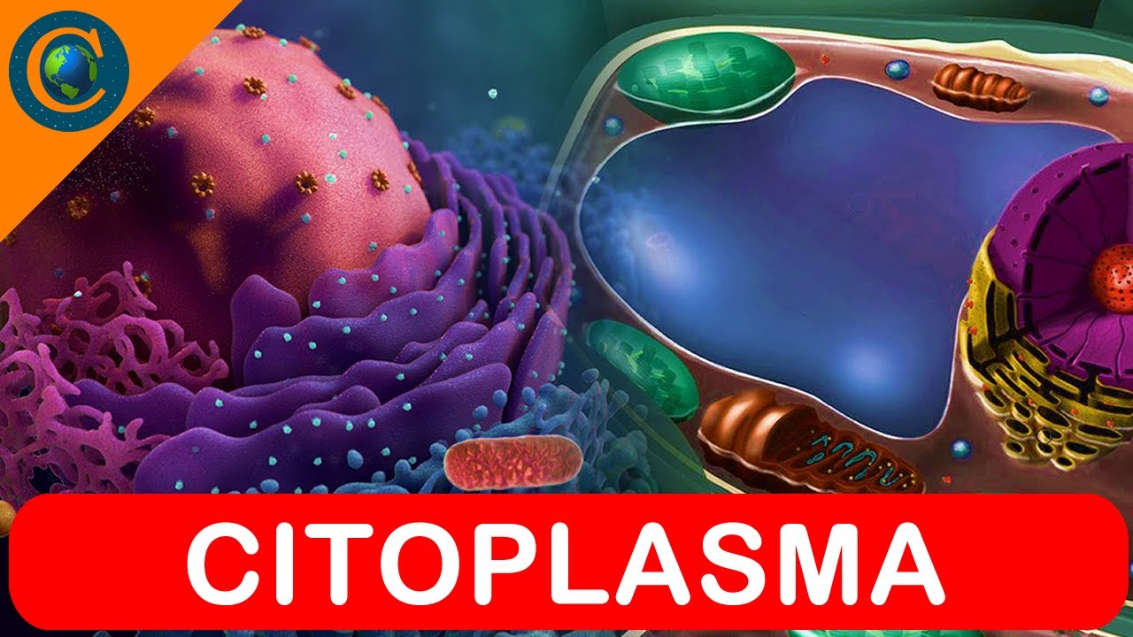 Citologia Citoplasma E Organelas Celulares Youtube
