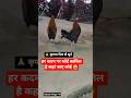 बहुत ही दुखद 😭 #sadsong #murga #shorts #deth #cock #funny #viral #dukhad #ankushvlogs144 #trending
