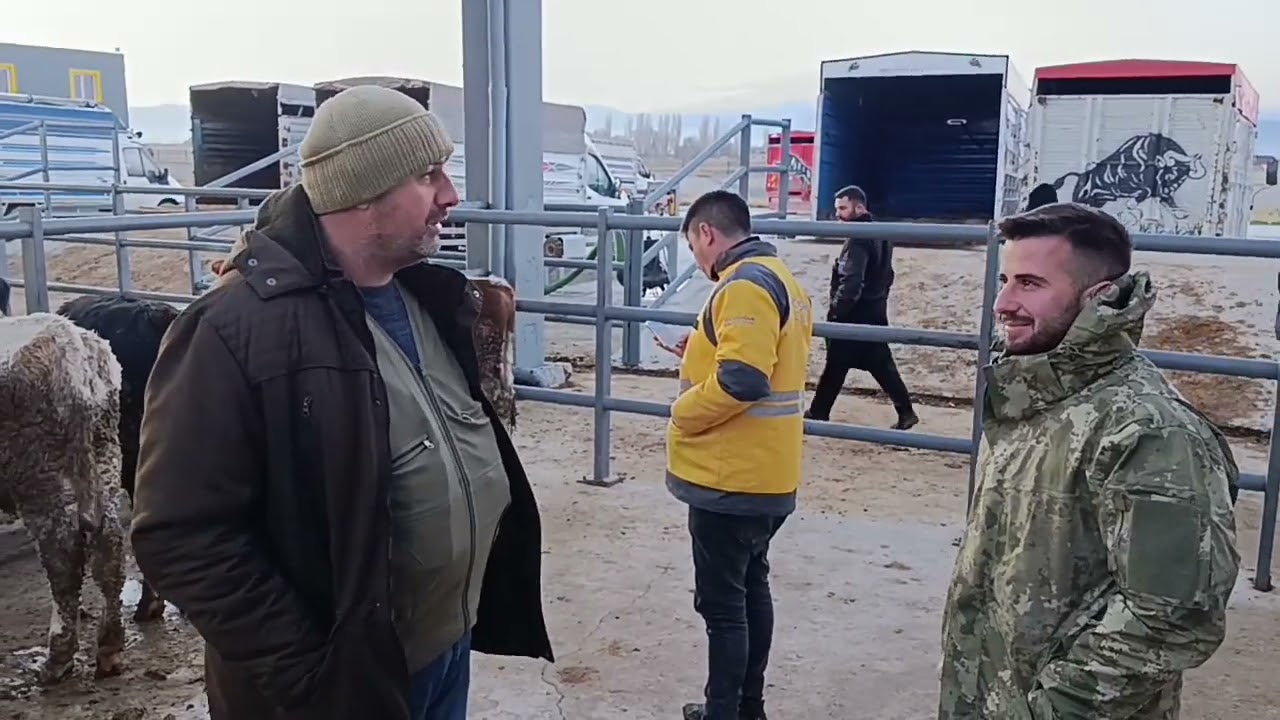 KAYSERİ CANLI HAYVAN PAZARI .!!! Sivas Şarkışla dan hayvan gelmemiş alımda satımda var ELAĞÖZ 