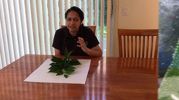 Try It! Science Do Plants Breathe