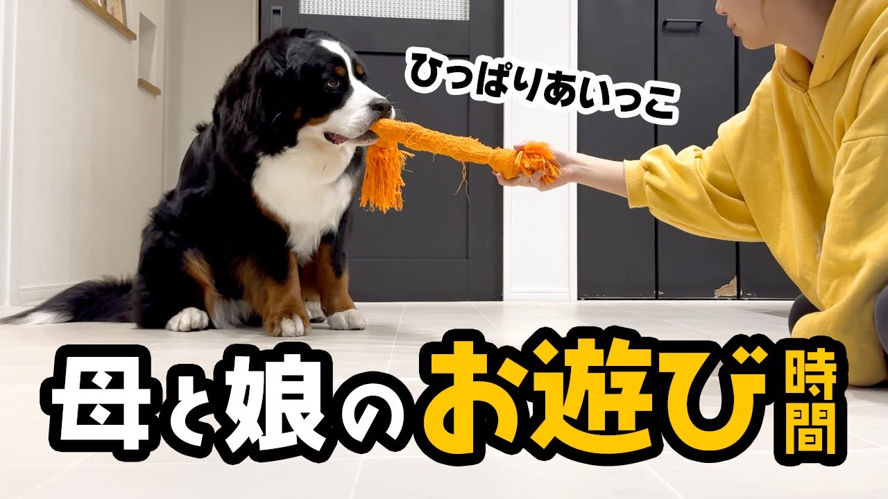 ひっぱりあいっこ🌼母と娘のお遊び時間【1歳8ヶ月バーニーズ】 - YouTube