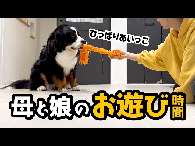 貴婦人と乳母車に乗った子犬 sddefault.jpg